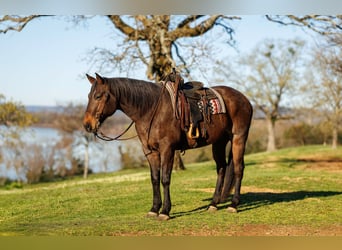Draft Horse Mix, Gelding, 11 years, 17,2 hh, Roan-Bay