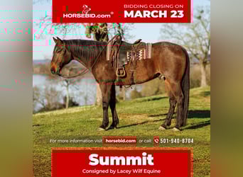 Draft Horse Mix, Gelding, 11 years, 17,2 hh, Roan-Bay