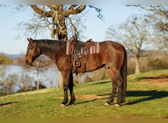 Draft Horse Mix, Gelding, 11 years, 17,2 hh, Roan-Bay