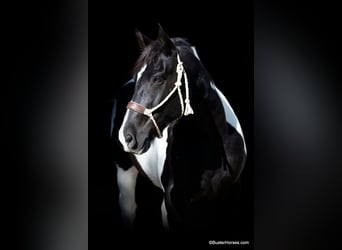 Draft Horse, Gelding, 11 years, Black