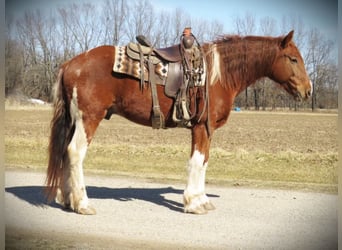 Draft Horse, Gelding, 11 years, Chestnut