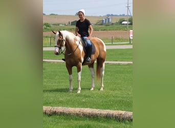 Draft Horse, Gelding, 11 years, Pinto