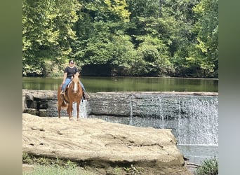 Draft Horse Mix, Gelding, 11 years, Sorrel