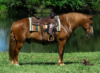 Draft Horse Mix, Gelding, 11 years, Sorrel