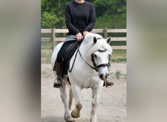 Draft Horse, Gelding, 11 years, White