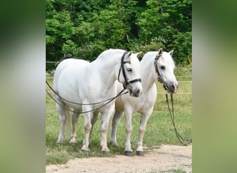 Draft Horse, Gelding, 11 years, White