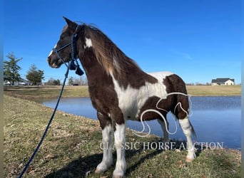 Draft Horse, Gelding, 12 years, 13 hh, Tobiano-all-colors