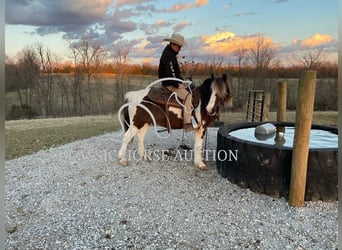 Draft Horse, Gelding, 12 years, 13 hh, Tobiano-all-colors