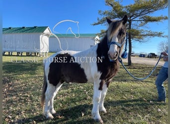 Draft Horse, Gelding, 12 years, 13 hh, Tobiano-all-colors