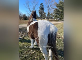 Draft Horse, Gelding, 12 years, 13 hh, Tobiano-all-colors