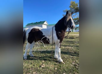 Draft Horse, Gelding, 12 years, 13 hh, Tobiano-all-colors