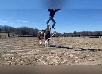 Draft Horse, Gelding, 12 years, 13 hh, Tobiano-all-colors