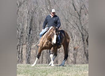 Draft Horse, Gelding, 12 years, 15.1 hh, Buckskin