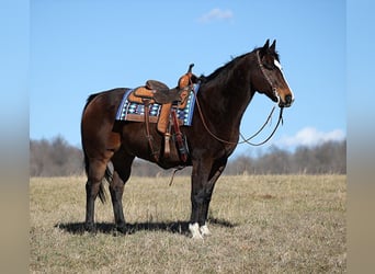 Draft Horse, Gelding, 12 years, 15.2 hh, Bay