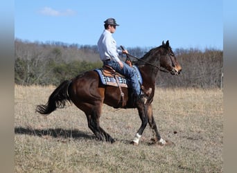 Draft Horse, Gelding, 12 years, 15.2 hh, Bay