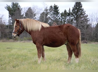 Draft Horse, Gelding, 12 years, 15.2 hh, Chestnut