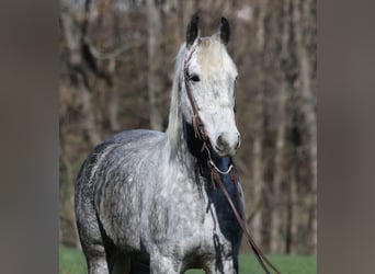 Draft Horse, Gelding, 12 years, 15.2 hh, Grey-Dapple
