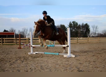 Draft Horse, Gelding, 12 years, 15.2 hh, Sorrel