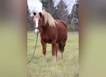 Draft Horse, Gelding, 12 years, 15.2 hh, Sorrel