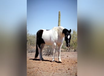 Draft Horse Mix, Gelding, 12 years, 15.3 hh