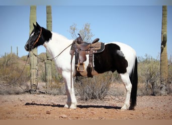 Draft Horse Mix, Gelding, 12 years, 15.3 hh