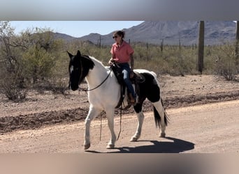 Draft Horse Mix, Gelding, 12 years, 15.3 hh