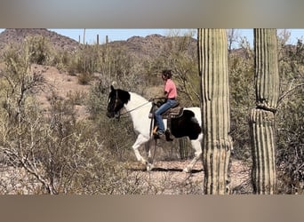 Draft Horse Mix, Gelding, 12 years, 15.3 hh