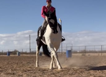 Draft Horse Mix, Gelding, 12 years, 15.3 hh
