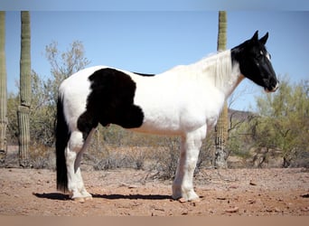 Draft Horse Mix, Gelding, 12 years, 15.3 hh