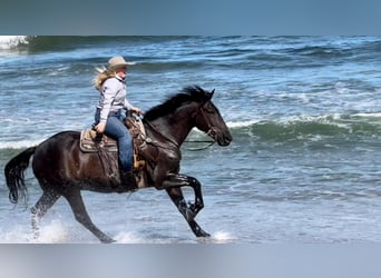 Draft Horse, Gelding, 12 years, 15 hh, Black