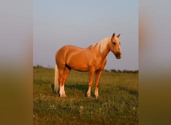 Draft Horse Mix, Gelding, 12 years, 15 hh, Palomino