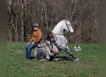Draft Horse, Gelding, 12 years, 15,2 hh, Grey-Dapple
