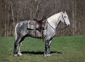 Draft Horse, Gelding, 12 years, 15,2 hh, Grey-Dapple
