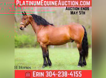 Draft Horse, Gelding, 12 years, 15,3 hh, Bay