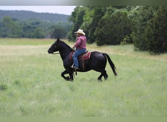 Draft Horse, Gelding, 12 years, 16.2 hh, Black