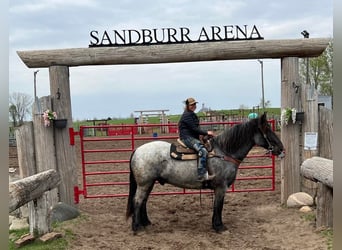 Draft Horse, Gelding, 12 years, 16,3 hh, Roan-Blue