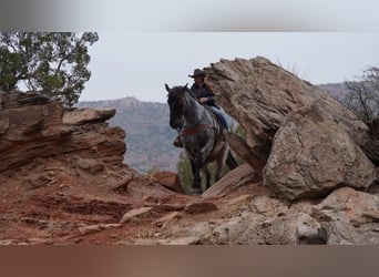 Draft Horse, Gelding, 12 years, 16,3 hh, Roan-Blue