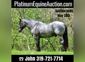 Draft Horse, Gelding, 12 years, 16,3 hh, Roan-Blue