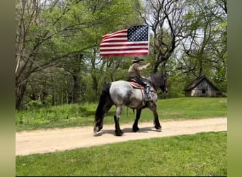 Draft Horse, Gelding, 12 years, 16,3 hh, Roan-Blue