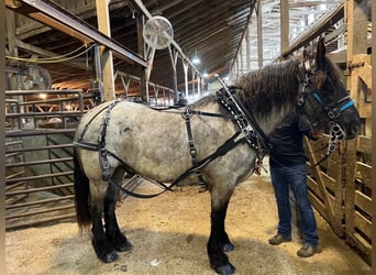 Draft Horse, Gelding, 12 years, 16,3 hh, Roan-Blue