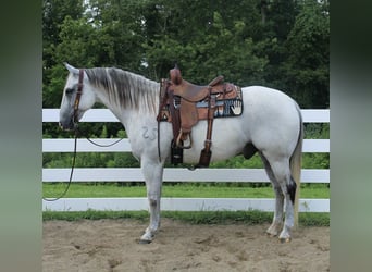 Draft Horse Mix, Gelding, 12 years, 16 hh, Gray