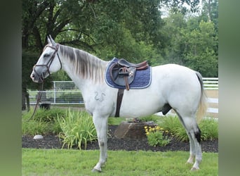 Draft Horse Mix, Gelding, 12 years, 16 hh, Gray