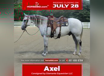 Draft Horse Mix, Gelding, 12 years, 16 hh, Gray