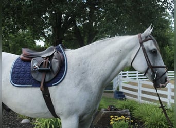 Draft Horse Mix, Gelding, 12 years, 16 hh, Gray