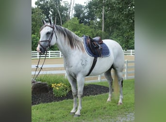 Draft Horse Mix, Gelding, 12 years, 16 hh, Gray