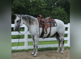 Draft Horse Mix, Gelding, 12 years, 16 hh, Gray