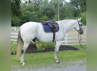 Draft Horse Mix, Gelding, 12 years, 16 hh, Gray
