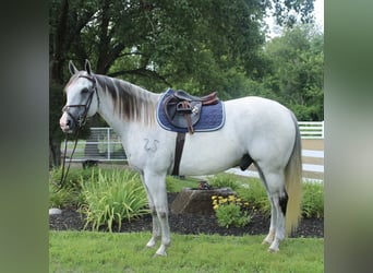 Draft Horse Mix, Gelding, 12 years, 16 hh, Gray