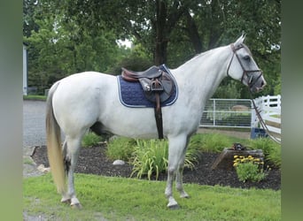 Draft Horse Mix, Gelding, 12 years, 16 hh, Gray