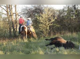 Draft Horse Mix, Gelding, 12 years, 16 hh, Pinto